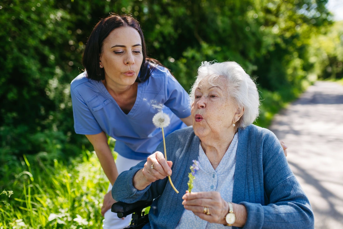 Female caregiver and senior woman in wheelchair holding dandelion, picking wild flowers Nurse and elderly woman enjoying a warm day in nursing home, public park